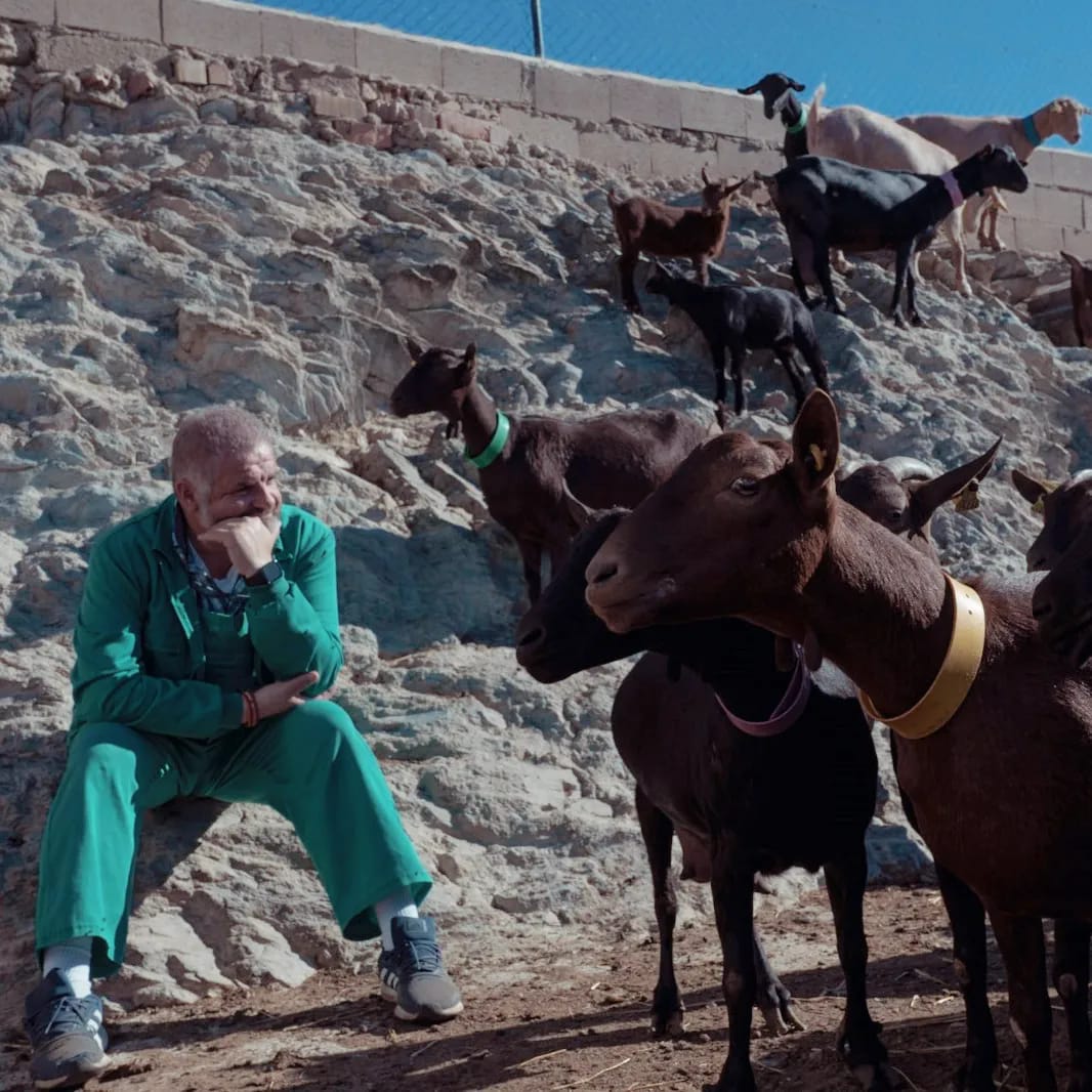 Las cabras de la familia en la ladera de la ganadería